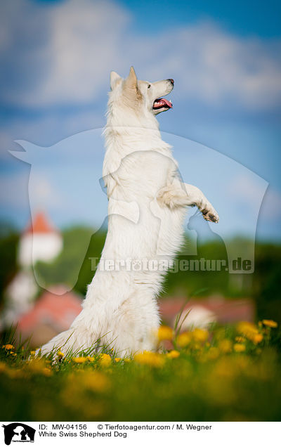 White Swiss Shepherd Dog / MW-04156
