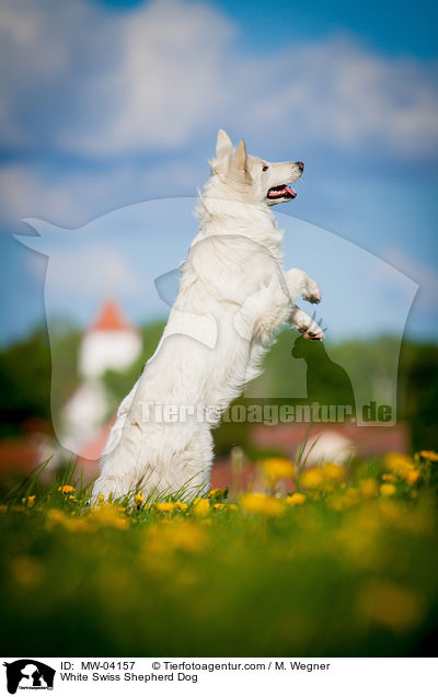 White Swiss Shepherd Dog / MW-04157