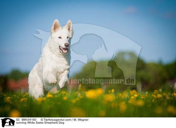 running White Swiss Shepherd Dog / MW-04160