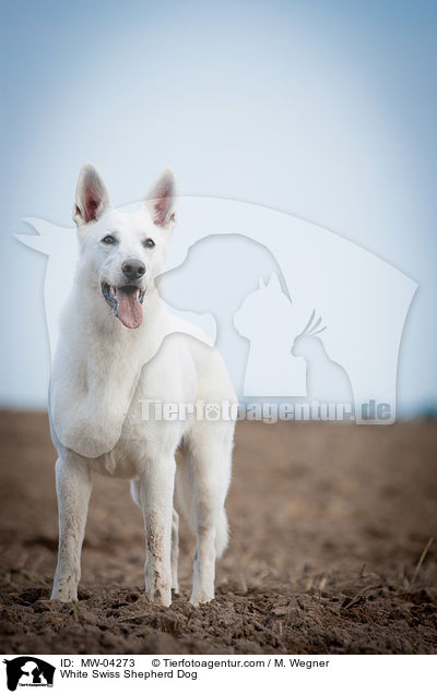 White Swiss Shepherd Dog / MW-04273
