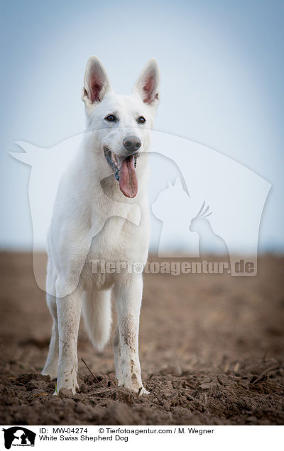 White Swiss Shepherd Dog / MW-04274