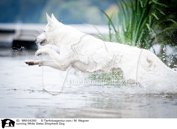 running White Swiss Shepherd Dog / MW-04280