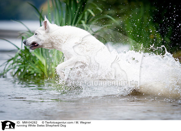 running White Swiss Shepherd Dog / MW-04282