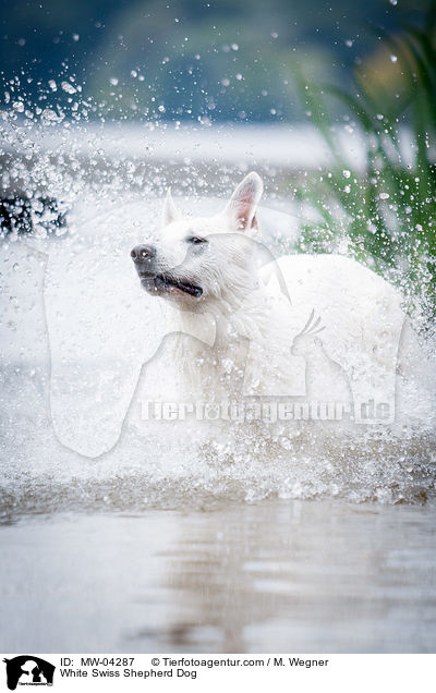 White Swiss Shepherd Dog / MW-04287