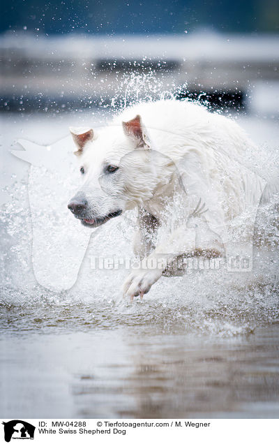 White Swiss Shepherd Dog / MW-04288