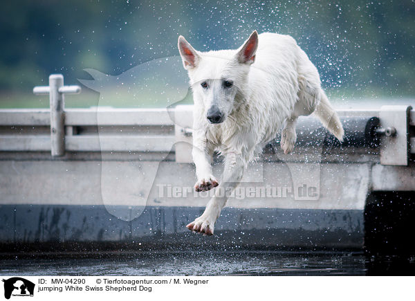 jumping White Swiss Shepherd Dog / MW-04290