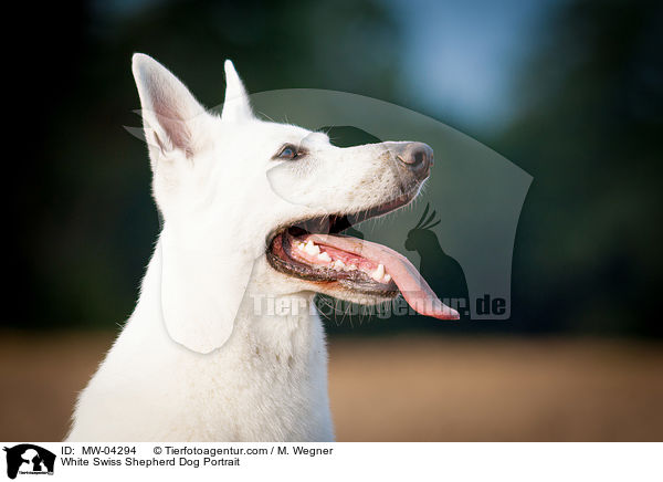 White Swiss Shepherd Dog Portrait / MW-04294