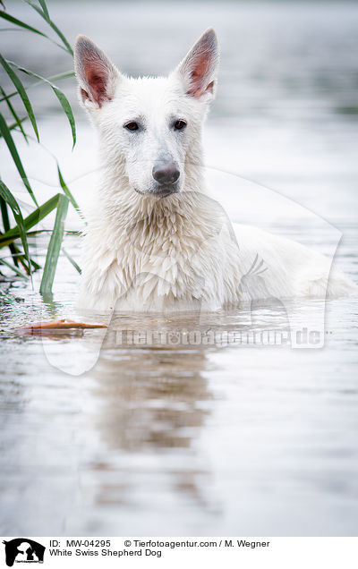 White Swiss Shepherd Dog / MW-04295