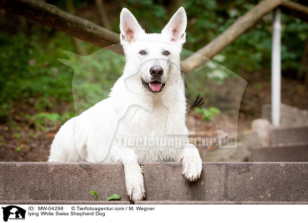 lying White Swiss Shepherd Dog / MW-04298