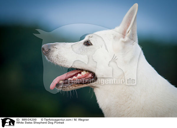 White Swiss Shepherd Dog Portrait / MW-04299