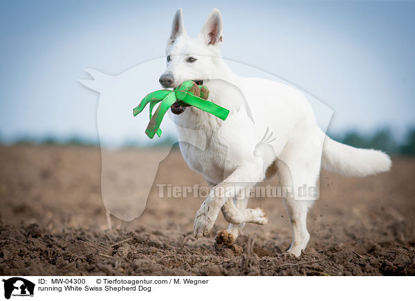 running White Swiss Shepherd Dog / MW-04300