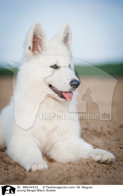 young Berger Blanc Suisse / MW-04433