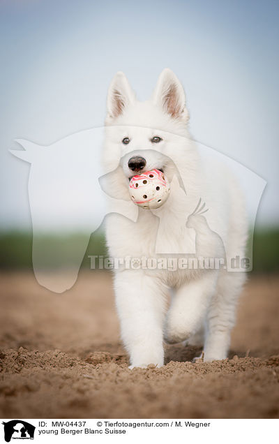 young Berger Blanc Suisse / MW-04437