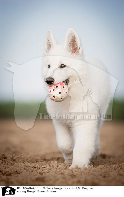 young Berger Blanc Suisse / MW-04438