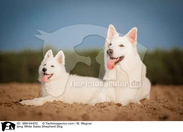lying White Swiss Shepherd Dog / MW-04452