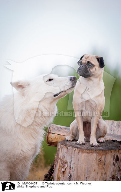 White Shepherd and Pug / MW-04457