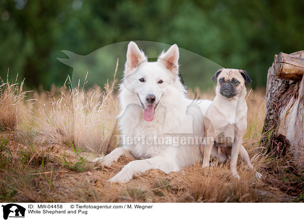 White Shepherd and Pug / MW-04458