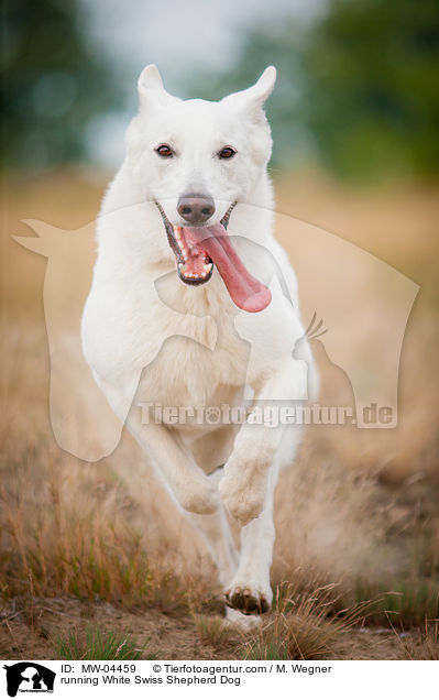 running White Swiss Shepherd Dog / MW-04459