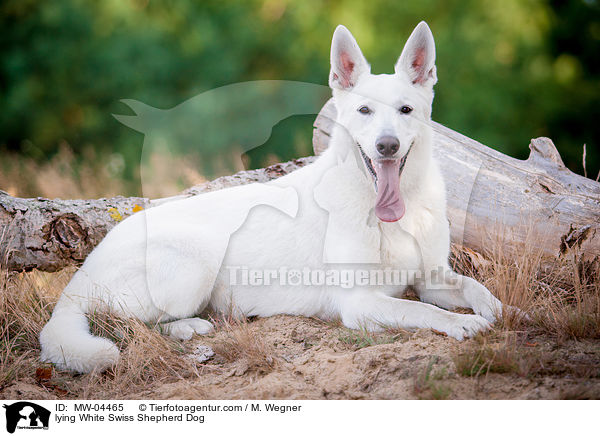 lying White Swiss Shepherd Dog / MW-04465