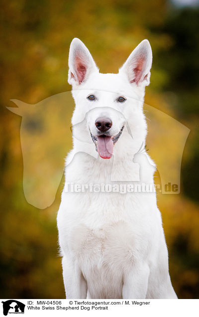 White Swiss Shepherd Dog Portrait / MW-04506