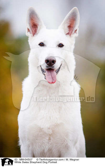 White Swiss Shepherd Dog Portrait / MW-04507