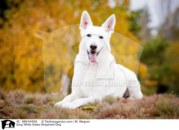 lying White Swiss Shepherd Dog / MW-04508