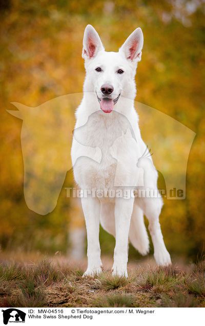 White Swiss Shepherd Dog / MW-04516