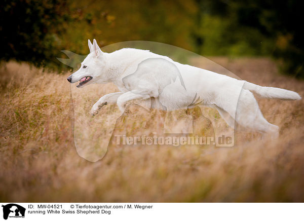 running White Swiss Shepherd Dog / MW-04521