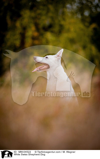 White Swiss Shepherd Dog / MW-04522