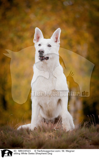 sitting White Swiss Shepherd Dog / MW-04523