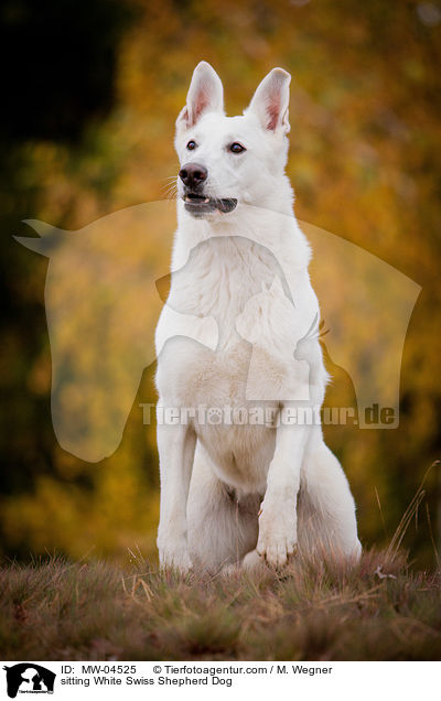 sitting White Swiss Shepherd Dog / MW-04525