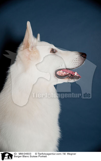 Berger Blanc Suisse Portrait / MW-04603