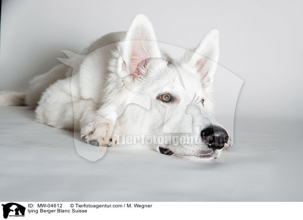 lying Berger Blanc Suisse / MW-04612