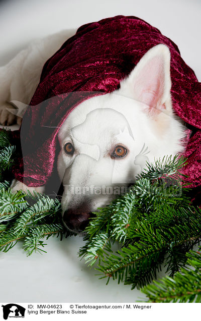 lying Berger Blanc Suisse / MW-04623