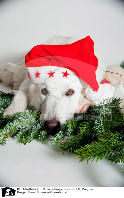 Berger Blanc Suisse with santa hat / MW-04627