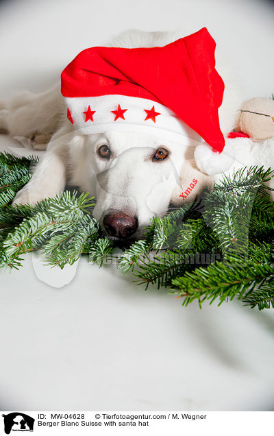 Berger Blanc Suisse with santa hat / MW-04628