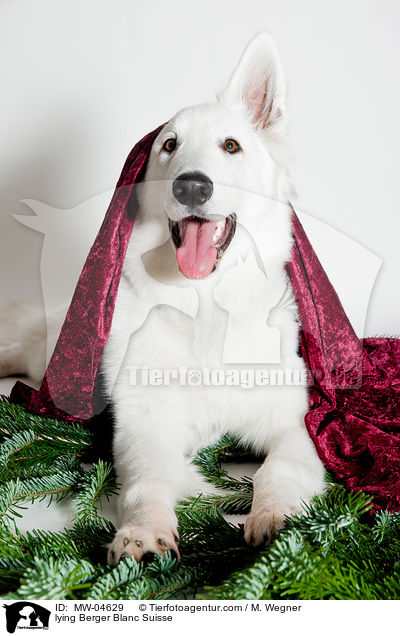 lying Berger Blanc Suisse / MW-04629