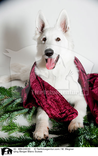 lying Berger Blanc Suisse / MW-04630