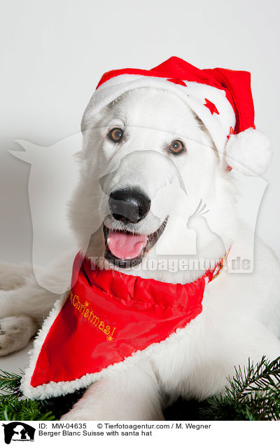 Berger Blanc Suisse with santa hat / MW-04635