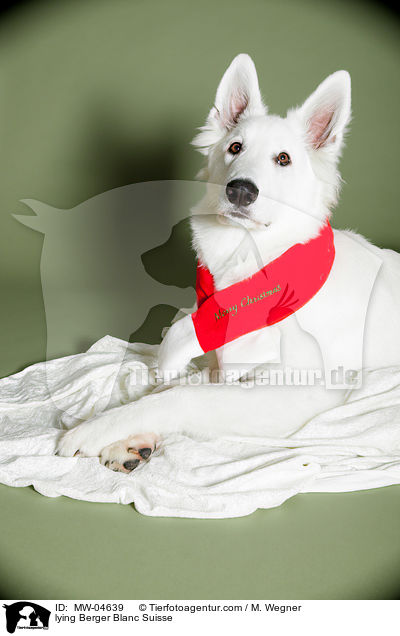 lying Berger Blanc Suisse / MW-04639