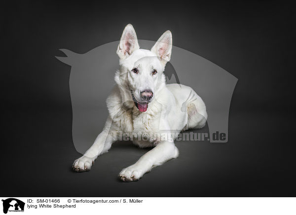 lying White Shepherd / SM-01466