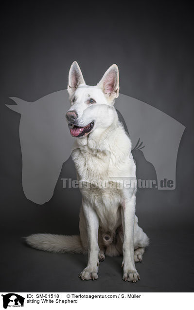 sitting White Shepherd / SM-01518