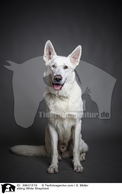 sitting White Shepherd / SM-01519
