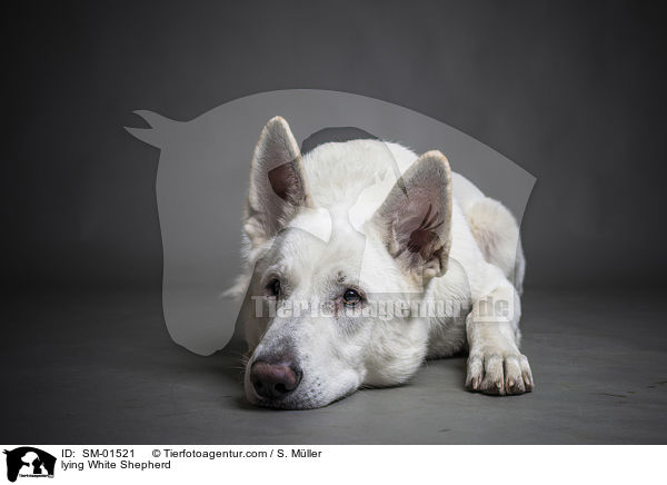 liegender Weier Schweizer Schferhund / lying White Shepherd / SM-01521