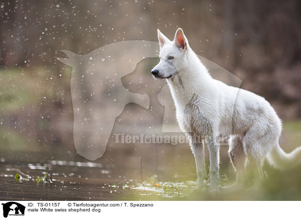 male White swiss shepherd dog / TS-01157