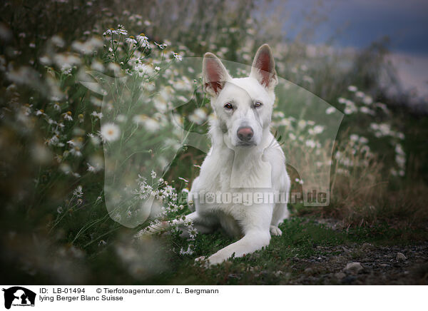 lying Berger Blanc Suisse / LB-01494