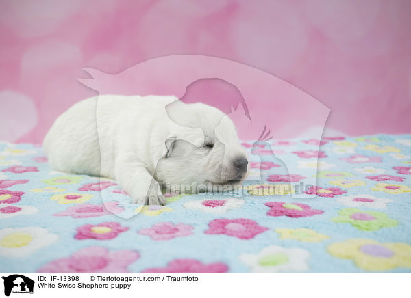 White Swiss Shepherd puppy / IF-13398