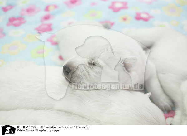 White Swiss Shepherd puppy / IF-13399
