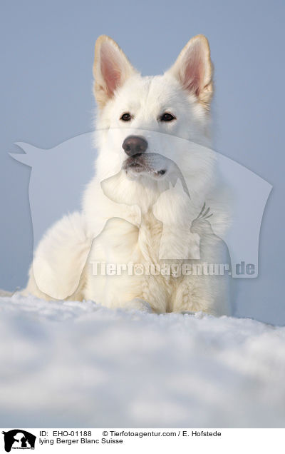 lying Berger Blanc Suisse / EHO-01188