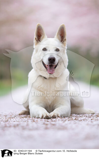lying Berger Blanc Suisse / EHO-01194